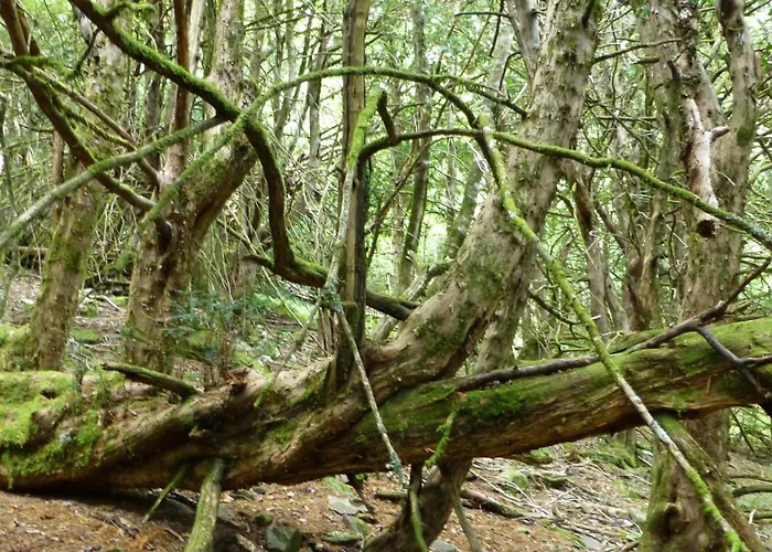 Διαμέρισμα Duplex Duquesa *